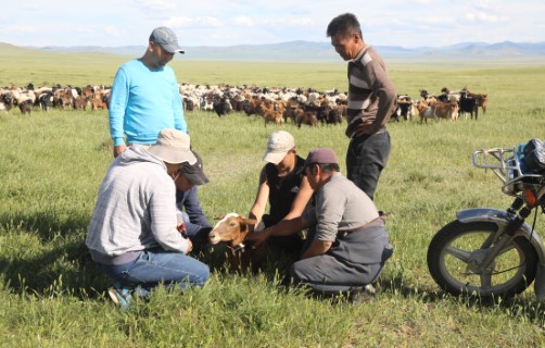 Images of team install GPS collar on livestock